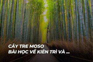 cây tre moso